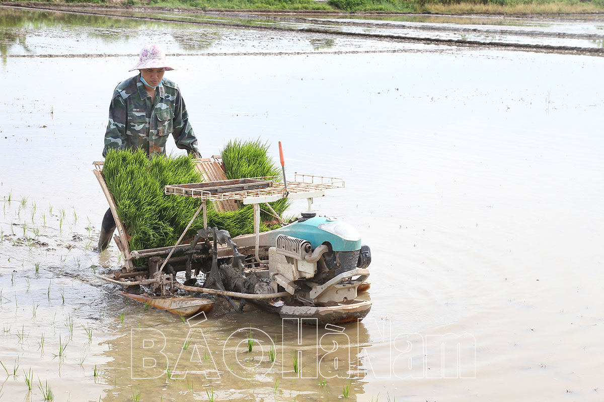 Thanh Liêm thay đổi phương thức gieo cấy thích ứng với điều kiện sản xuất mới