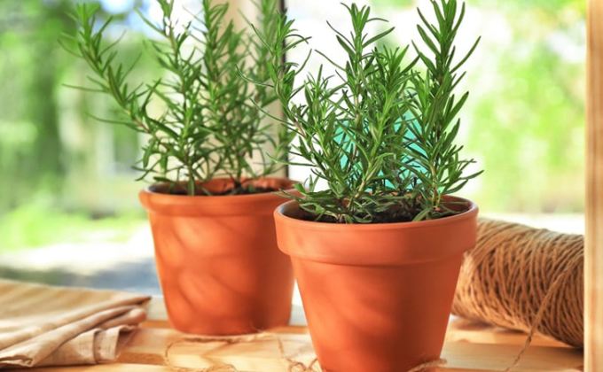 8 loại cây trồng trong nhà giúp xua muỗi đuổi chuột