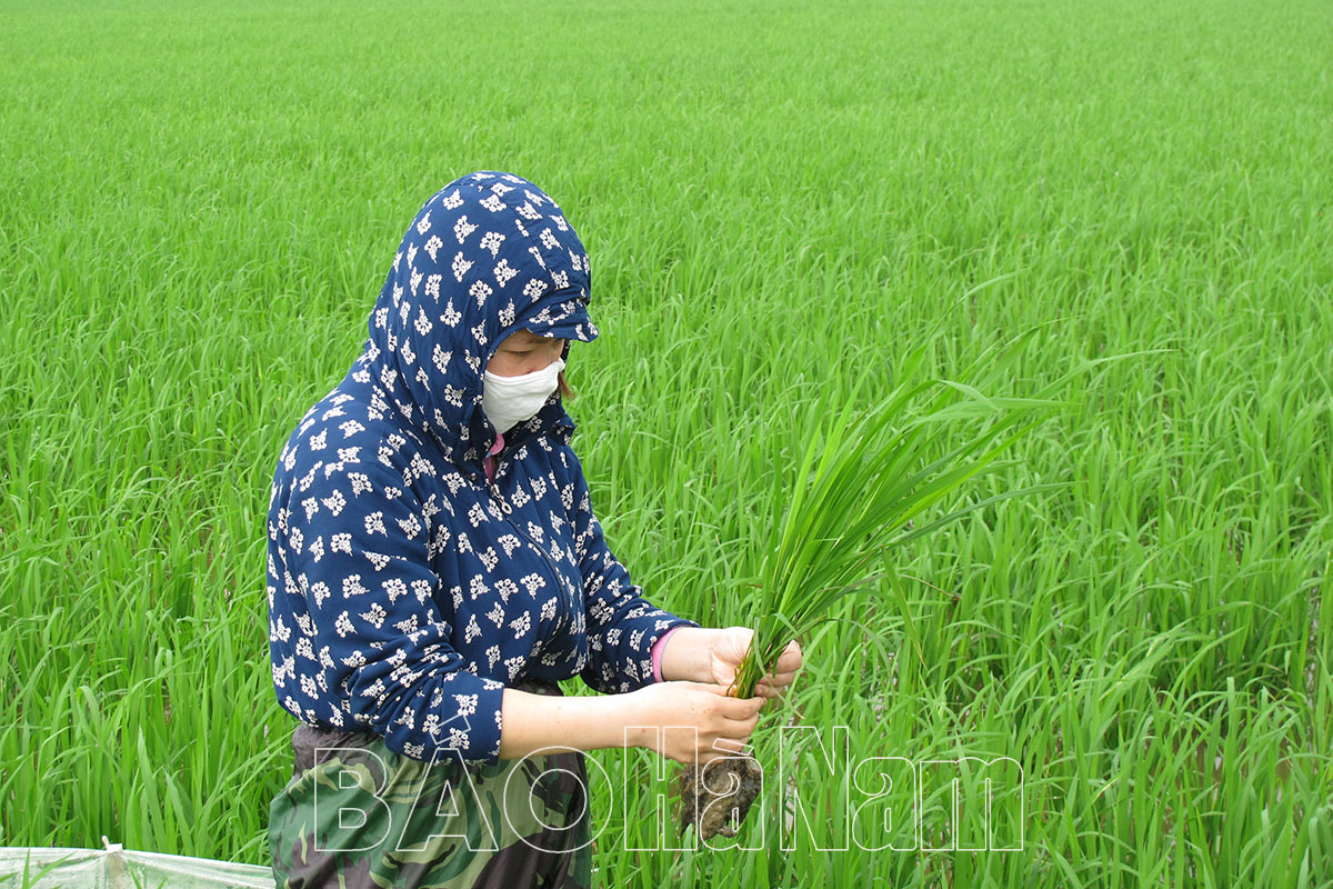 Những việc làm thiết thực theo gương Bác ở HTXDVNN La Sơn