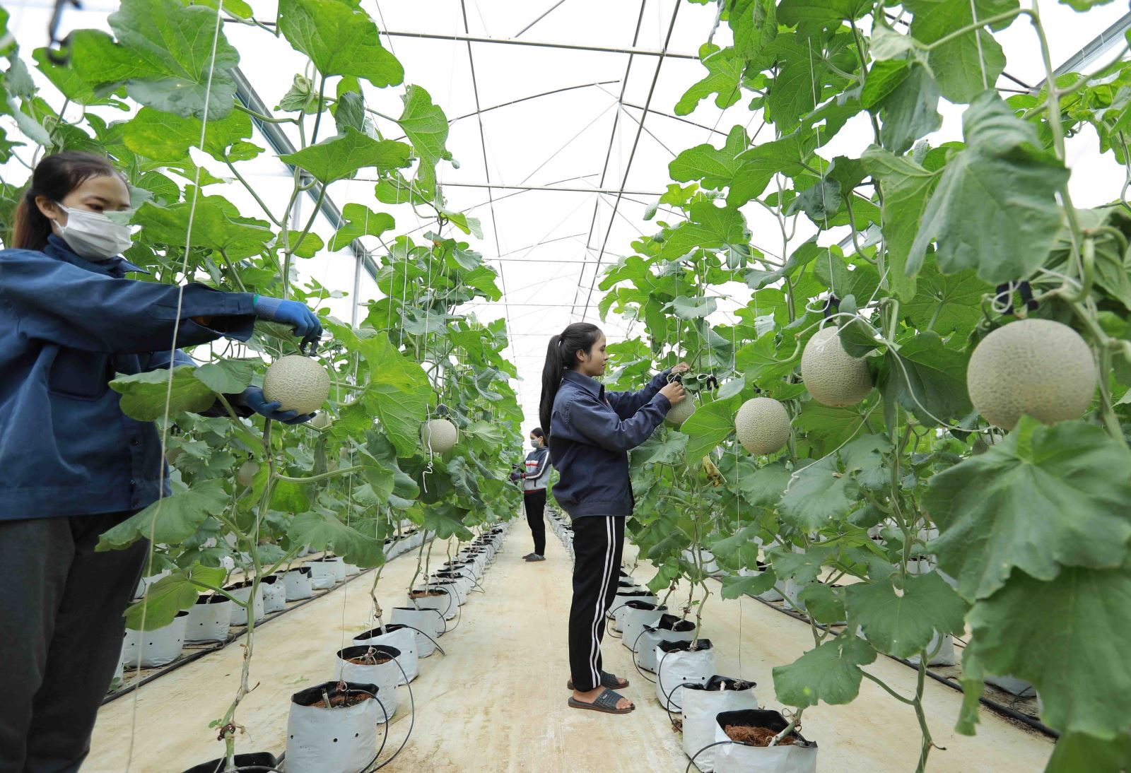 Nghị quyết của Chính phủ tháo gỡ vướng mắc trong lĩnh vực nông nghiệp và phát triển nông thôn