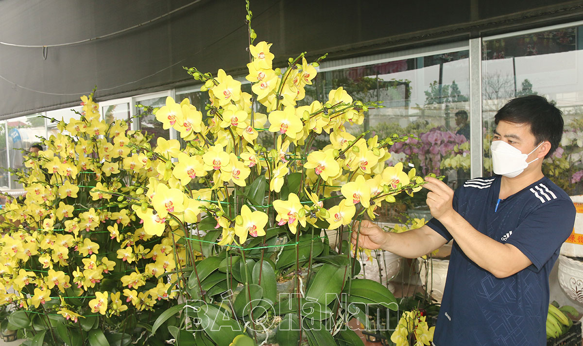 Phù Vân rộn rã sắc xuân