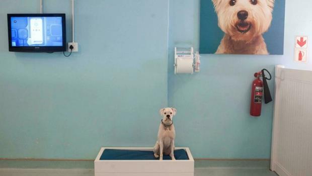 Dịch vụ khách sạn hạng sang dành cho cún cưng tại Nam Phi