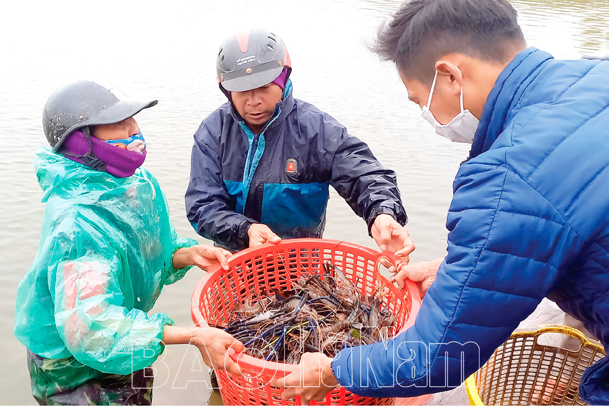 Thực hiện khâu đột phá về phát triển nông nghiệp ở Bình Lục