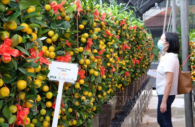 Người dân Singapore sắm Tết trong cơn 'bão giá'