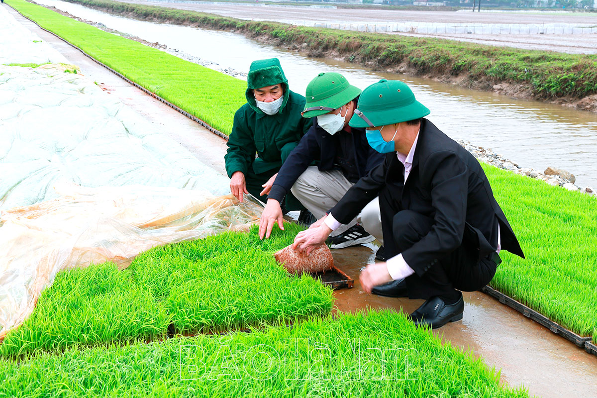 Tập trung chống rét cho cây trồng, vật nuôi