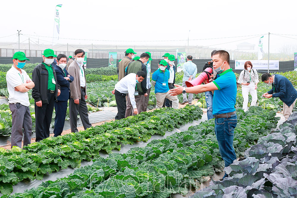 Gần 40 loại rau củ quả mới đang được trồng khảo nghiệm tại Trại nghiên cứu thực nghiệm thuộc Khu nông nghiệp ứng dụng công nghệ cao Nhân Khang