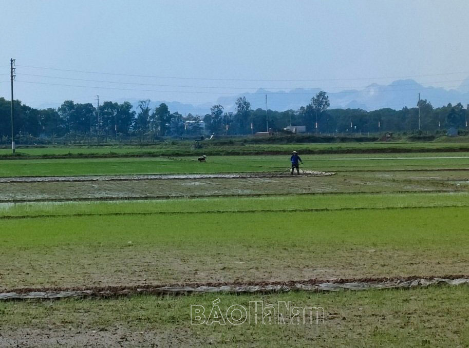 Nông dân Thanh Liêm tập trung chăm sóc lúa xuân