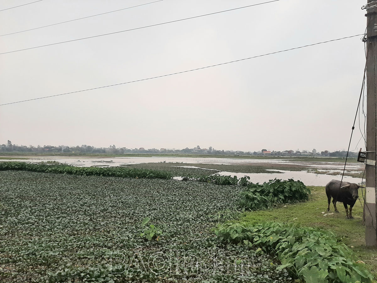 Vì sao nhiều hộ dân ở xã Bối Cầu không gieo cấy lúa xuân?