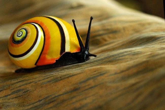 Ốc sên Polymita Picta của Cuba được bầu chọn danh hiệu “Nhuyễn thể của năm”
