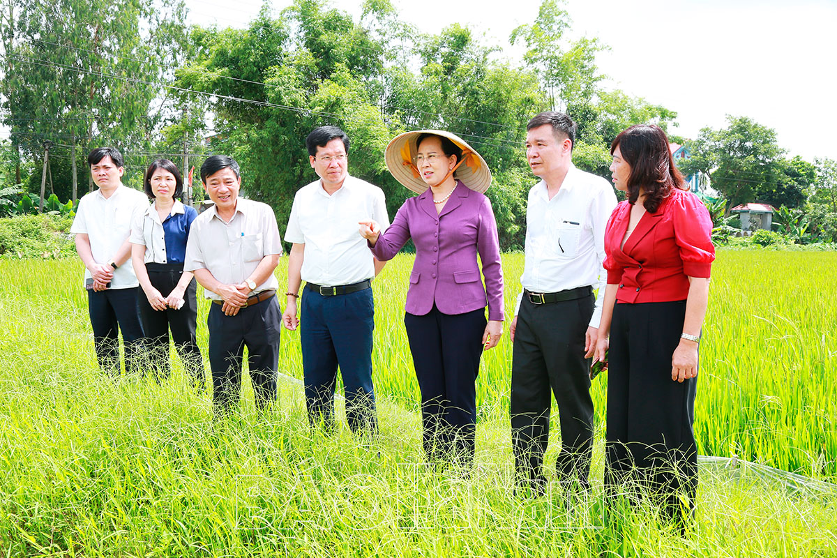 Thường trực Tỉnh ủy làm việc với nhà đầu tư về khảo sát, nghiên cứu, sản xuất giống lúa năng suất, chất lượng cao
