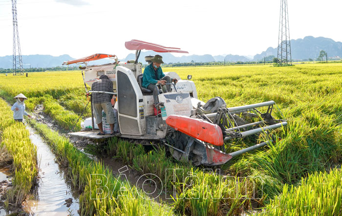 Nông dân Kim Bảng vào vụ thu hoạch lúa xuân