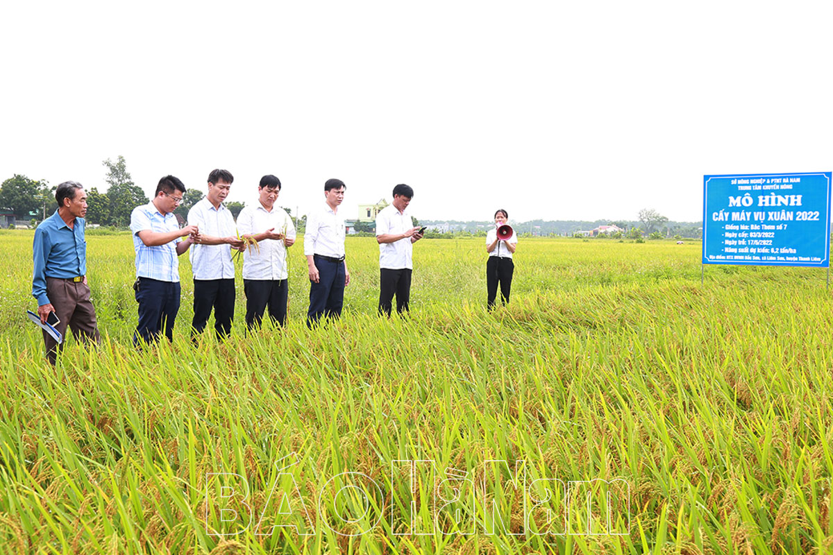 Đánh giá Đề án phát triển dịch vụ mạ khay, cấy máy vụ xuân 2022