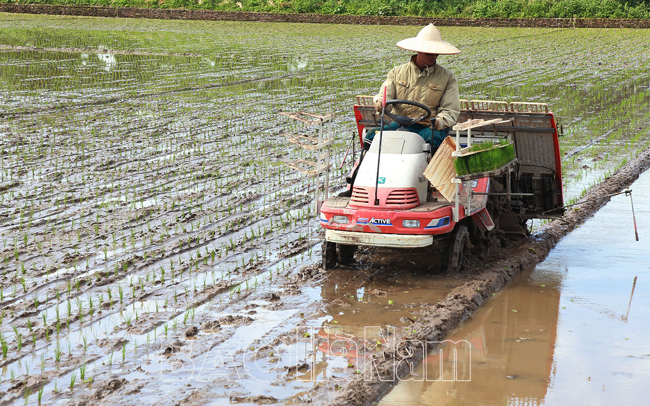 Quyết liệt khắc phục nạn "lúa cỏ" trong sản xuất nông nghiệp