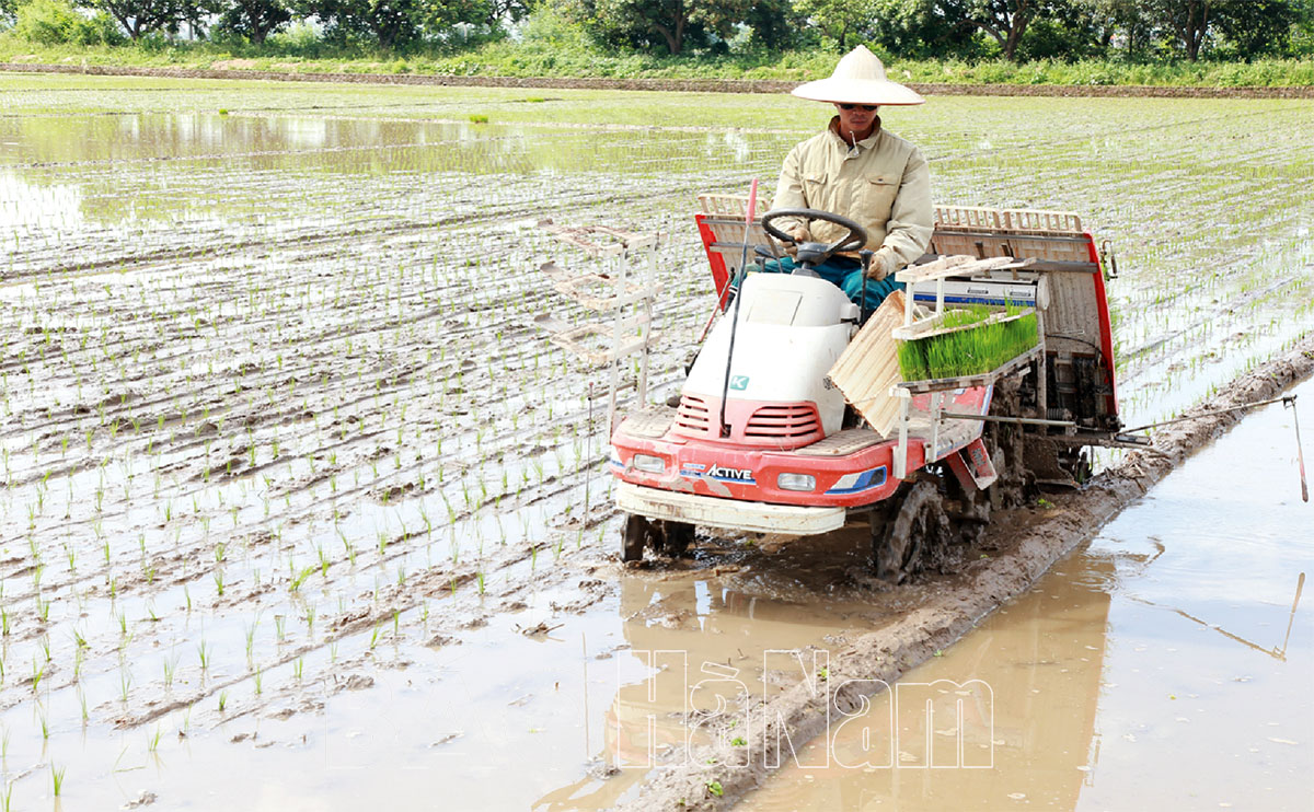 Khắc phục những hạn chế của lúa gieo thẳng
