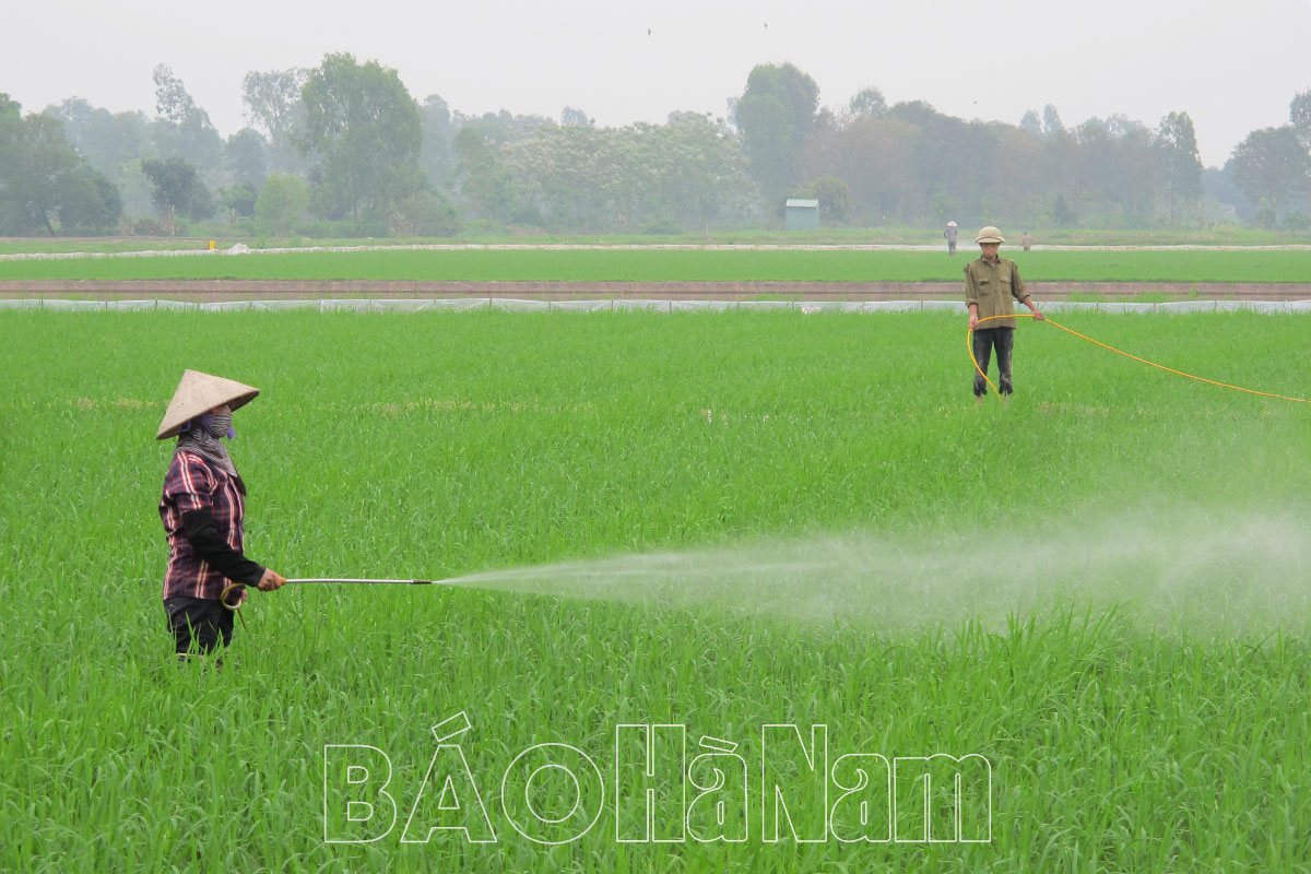 Khắc phục tình trạng bỏ ruộng không sản xuất