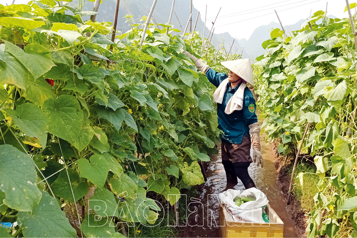 Liên kết tiêu thụ sản phẩm nông nghiệp: Nông dân, doanh nghiệp và HTX cùng có lợi