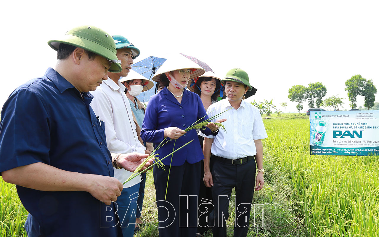 Đồng chí Bí thư Tỉnh ủy Lê Thị Thủy thăm, kiểm tra mô hình cấy lúa áp dụng công nghệ cao tại Thanh Liêm và Bình Lục