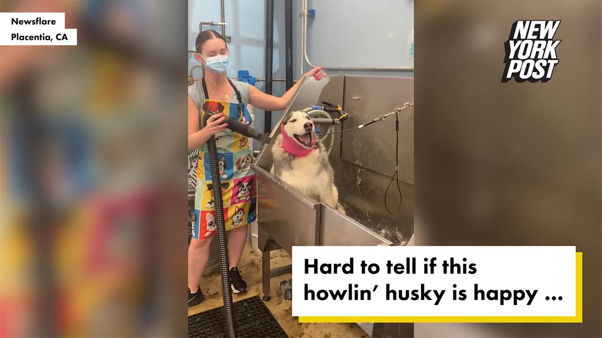 Bật cười trước màn "khoe giọng hát" độc đáo của chú chó Husky