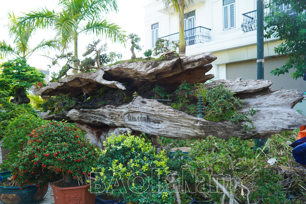 Nhiều cây cảnh đẹp - độc - lạ tại Triển lãm Sinh vật cảnh tỉnh Hà Nam 2022
