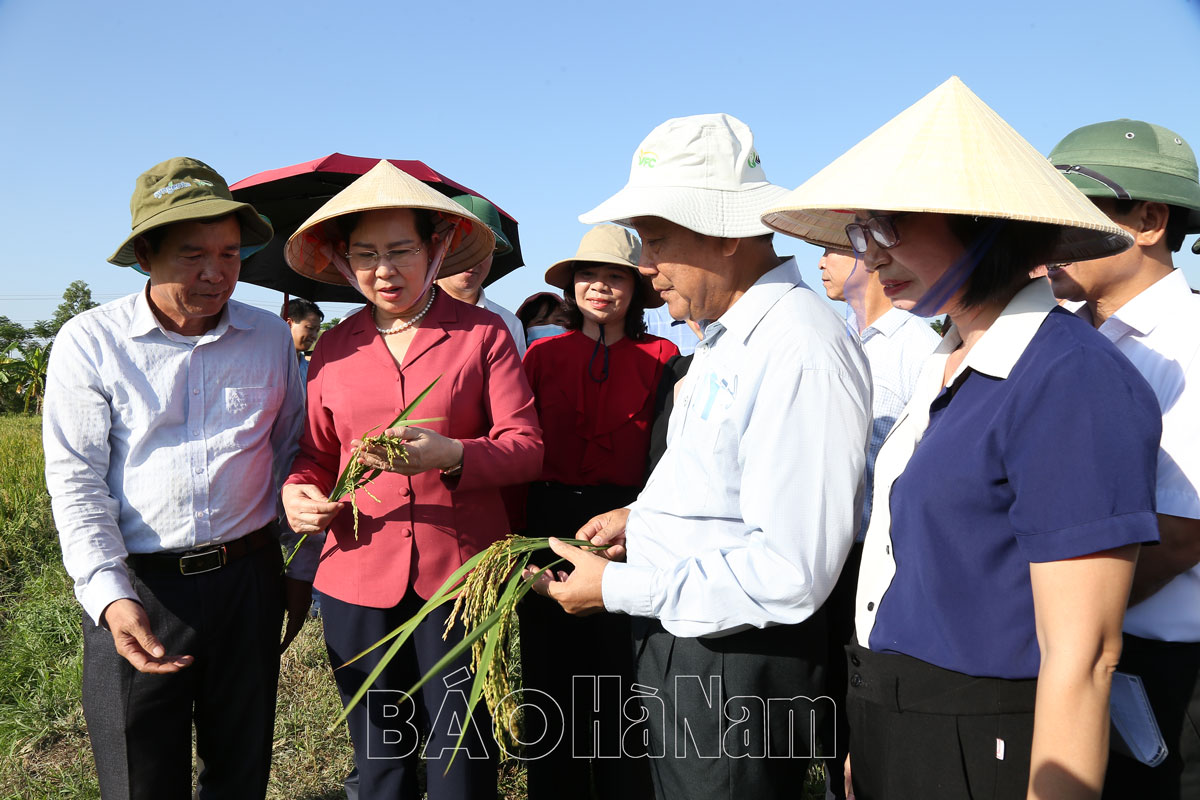 Đồng chí Bí thư Tỉnh ủy Lê Thị Thủy kiểm tra, đánh giá mô hình cấy lúa sử dụng phân bón hữu cơ