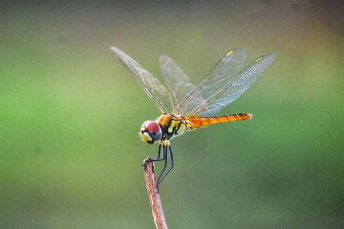 Bất ngờ về loài ăn thịt đáng gờm nhất trong tự nhiên