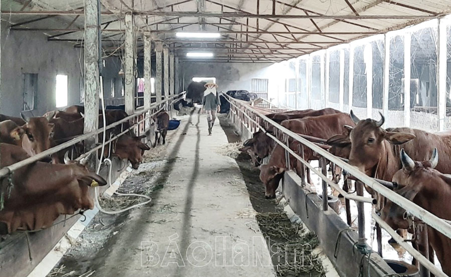 Phát triển chăn nuôi ở Bình Lục