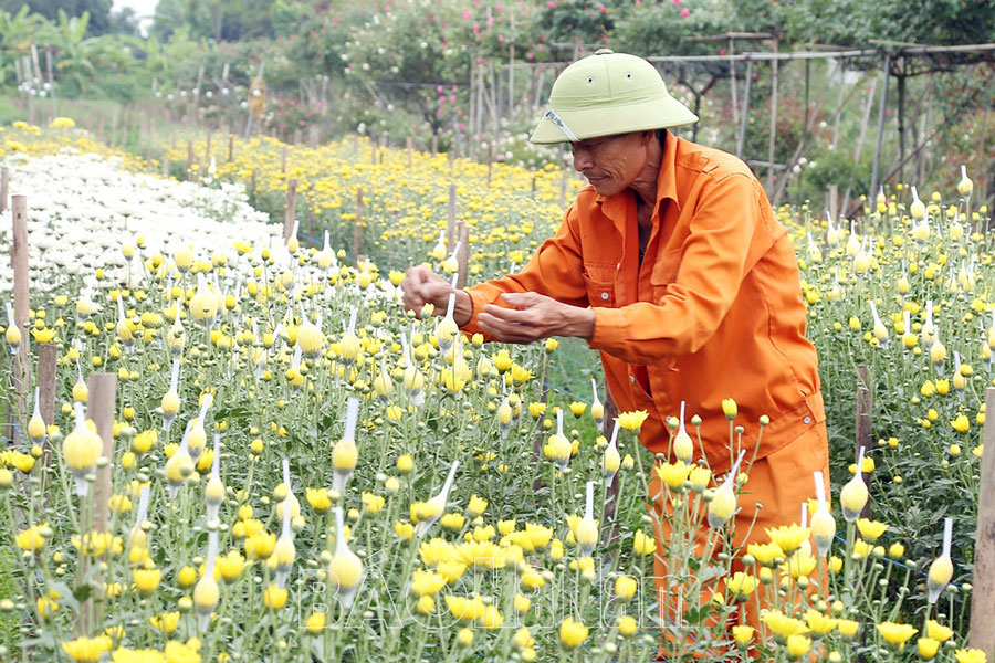 Buồn vui nghề trồng hoa