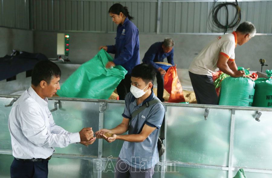 Hiệu quả của sấy lúa bằng máy