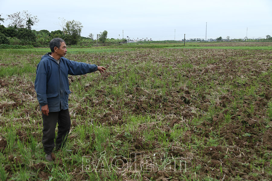 Chuẩn bị tốt các điều kiện sản xuất vụ lúa xuân 2023