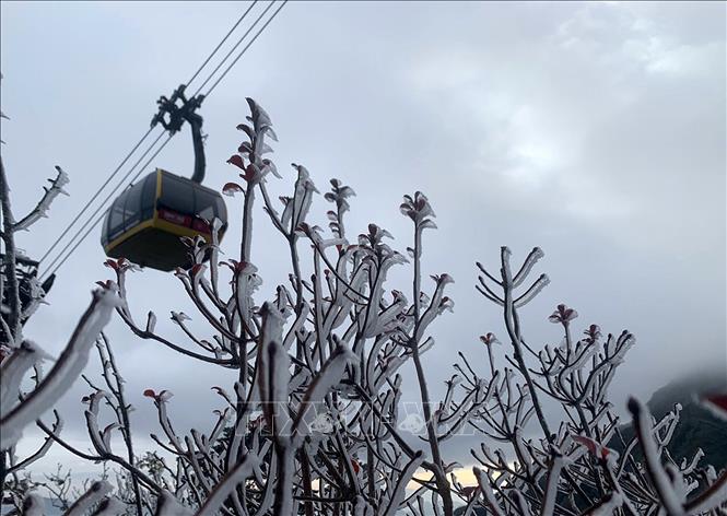 Nhiệt độ giảm sâu, băng giá, sương muối phủ trắng đỉnh Fansipan