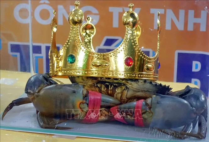 Con cua nặng 1,452kg từ huyện Năm Căn giành giải cua Cà Mau lớn nhất