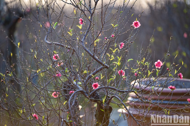 Lịch nghỉ lễ, Tết năm 2023