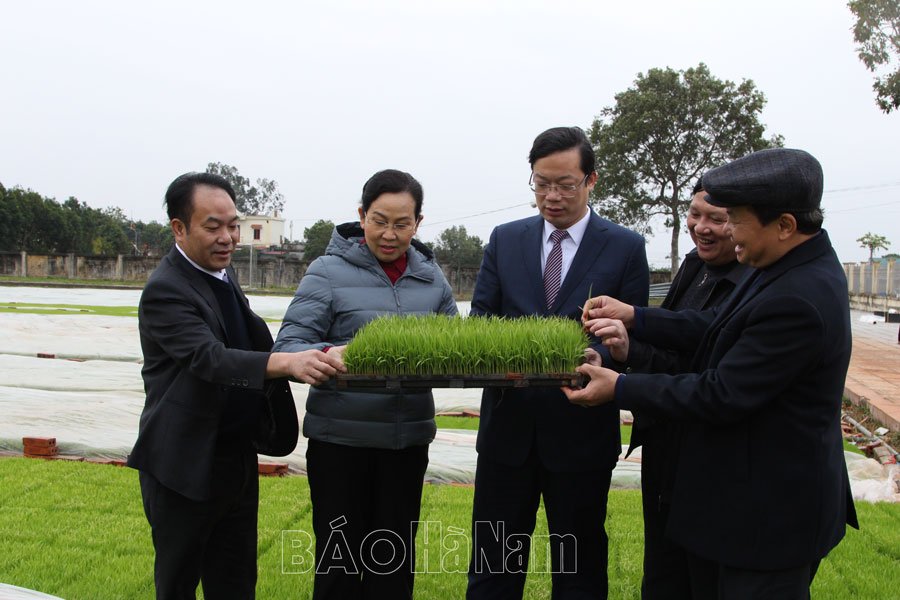 Các đồng chí lãnh đạo tỉnh kiểm tra sản xuất đầu năm và tham dự Tết trồng cây tại các địa phương