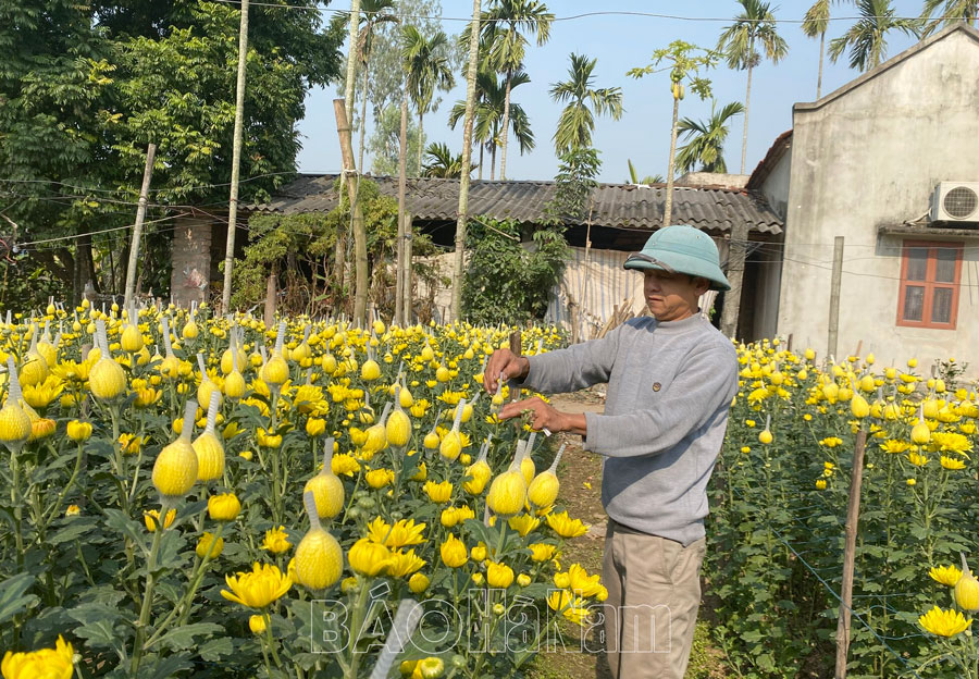 Bình Lục phát huy hiệu quả mô hình tổ hợp tác