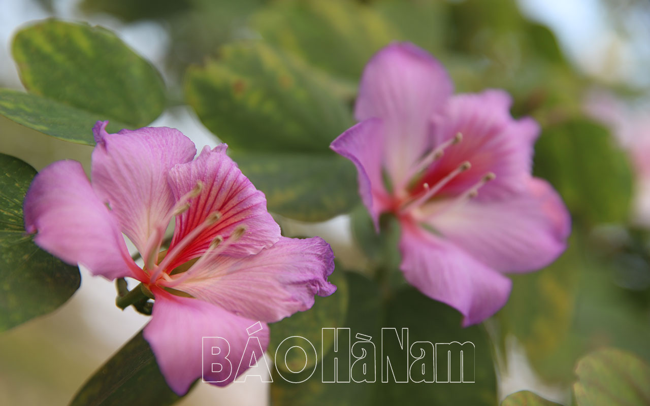 Tinh khôi vẻ đẹp hoa ban Tây Bắc ở Hà Nam