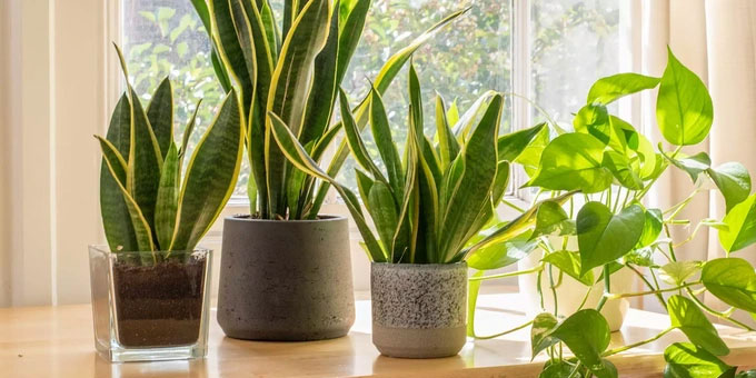 6 cây trồng trong nhà giúp hút ẩm, ngăn nấm mốc hiệu quả