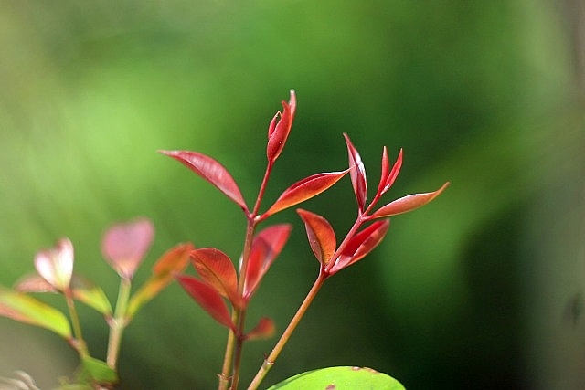 Tháng hai rét lộc