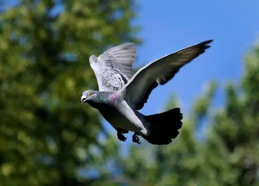 Hồ sơ mật: “Điệp viên” bồ câu - Phần 2