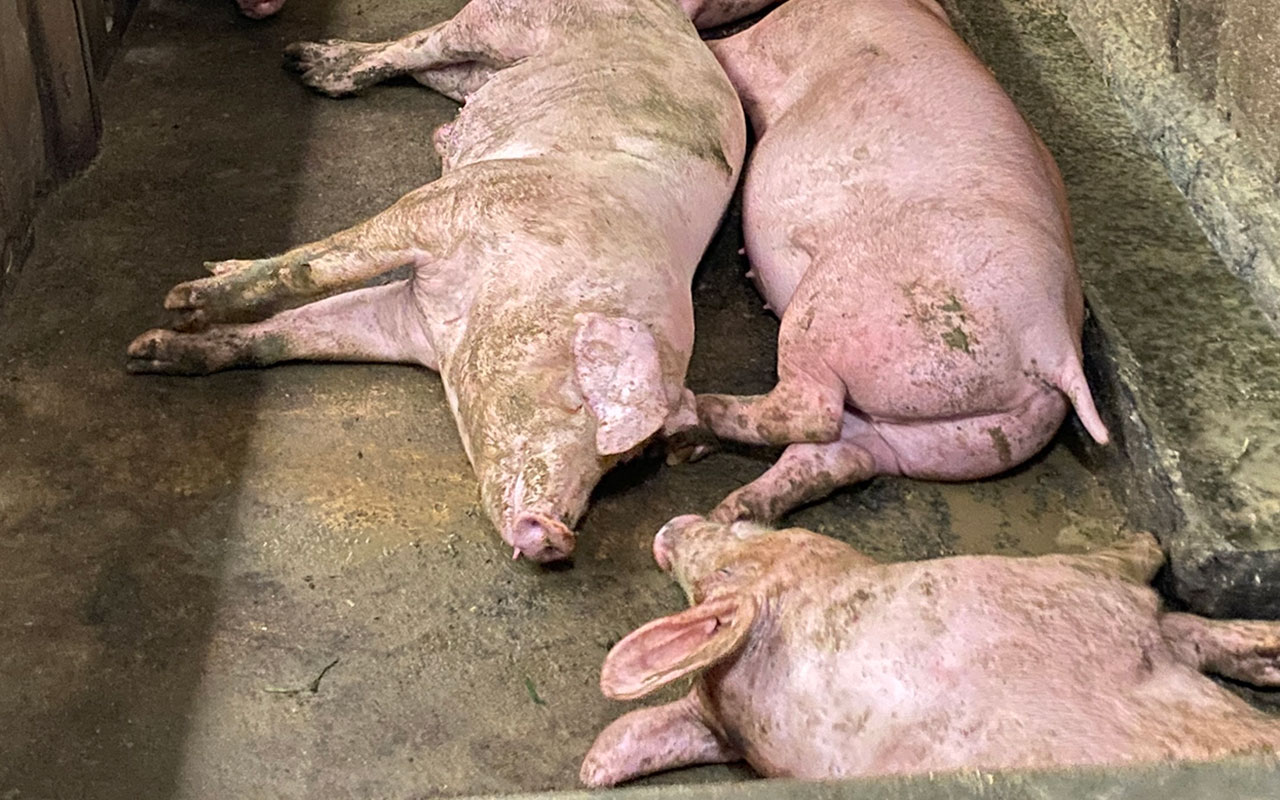 Vận chuyển lợn chết, một đối tượng ở xã Vũ Bản bị phạt 8 triệu đồng