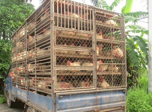 Tập trung ngăn chặn, phát hiện và xử lý nghiêm các trường hợp buôn bán, vận chuyển trái phép gia cầm, sản phẩm gia cầm