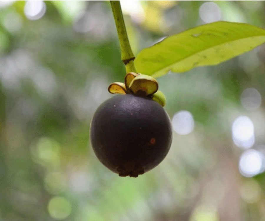 Ăn măng cụt đừng vứt vỏ, nó có công dụng thần kỳ