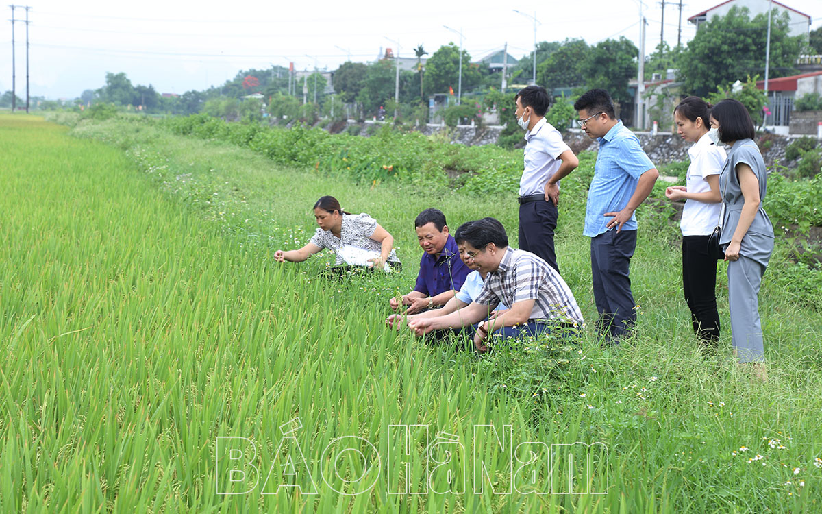 Đánh giá năng suất lúa vụ xuân 2023
