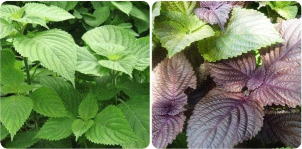 Lá tía tô và lá kinh giới có tác dụng gì?