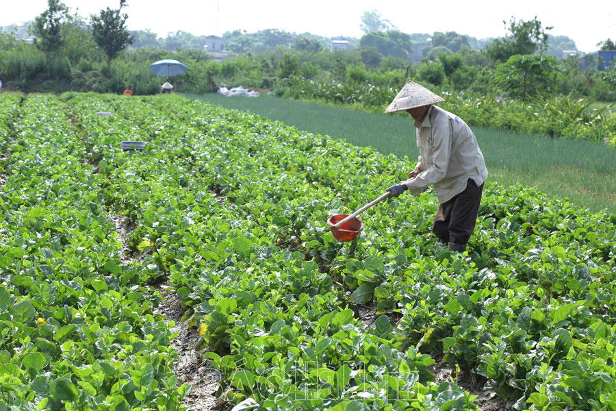 Sản xuất sản phẩm OCOP từ cây trồng ngắn ngày