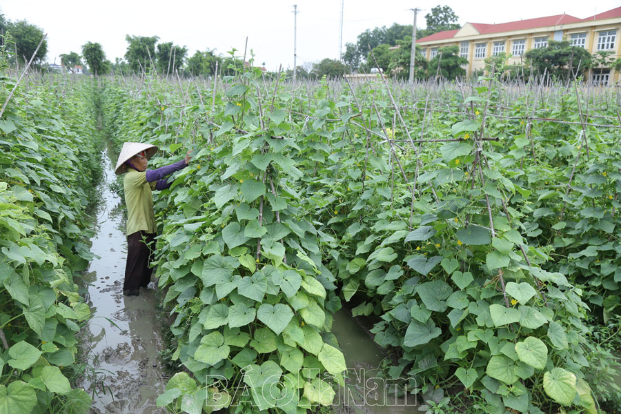 Kim Bảng mở rộng diện tích cây trồng hàng hóa vụ hè thu
