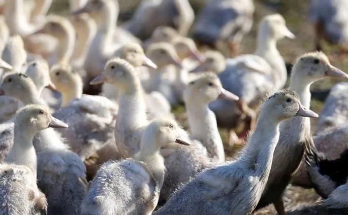 Giới khoa học tìm ra 'chìa khóa' gien ngăn virus cúm gia cầm lây sang người