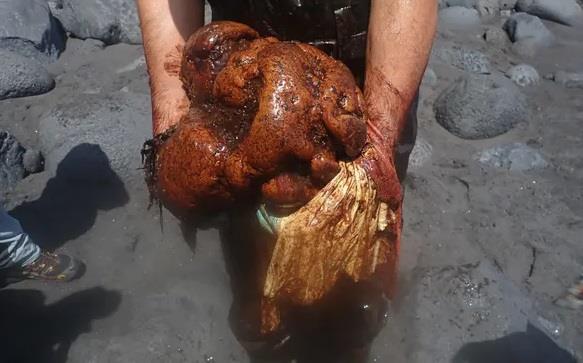 Phát hiện 'vàng nổi' nửa tỷ USD trong xác cá nhà táng