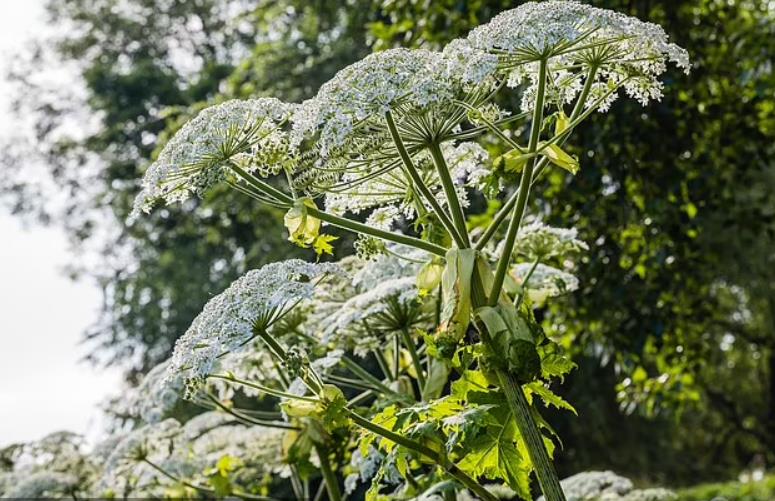 Chạm nhẹ vào cây nở hoa đẹp, chàng trai suýt trả giá bằng cả tính mạng