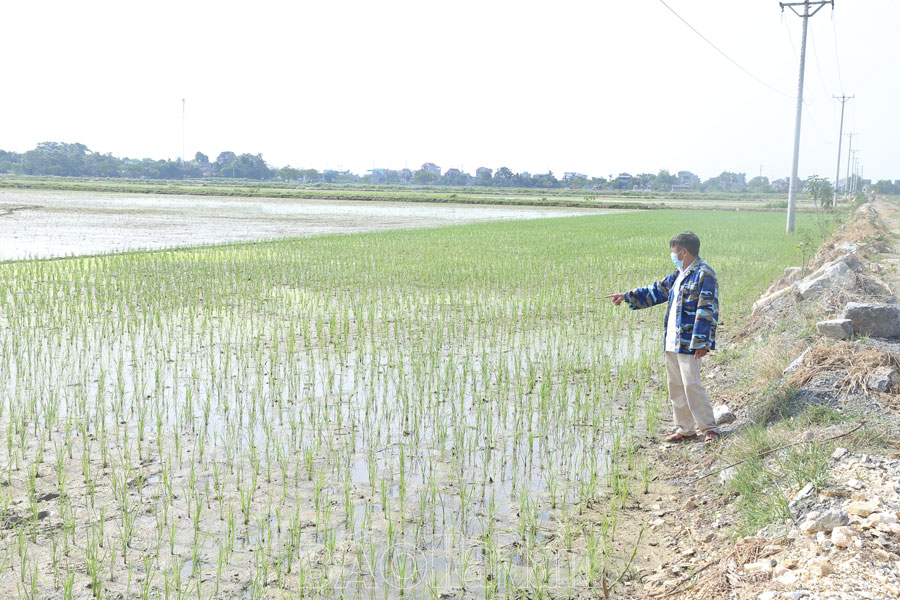 Gỡ khó cho mở rộng sản xuất lúa hữu cơ
