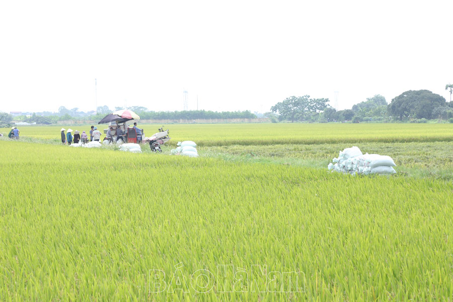 Đẩy mạnh liên kết sản xuất và tiêu thụ lúa hàng hóa